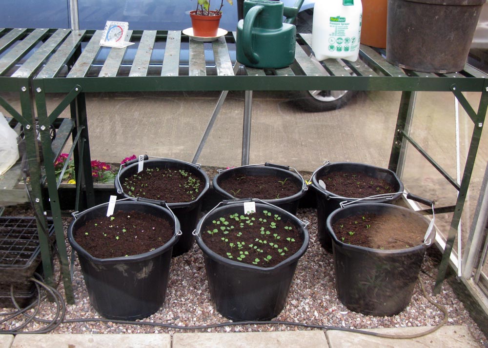 Lots of goodies coming on! Coriander, Dill, Rocket, Poly Cress,Carrots