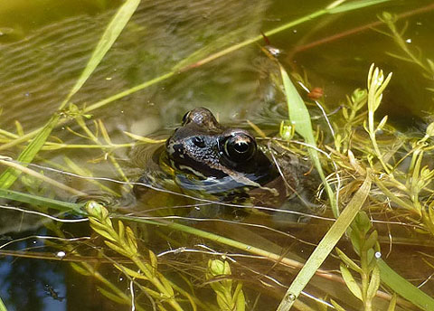 common frog in pond