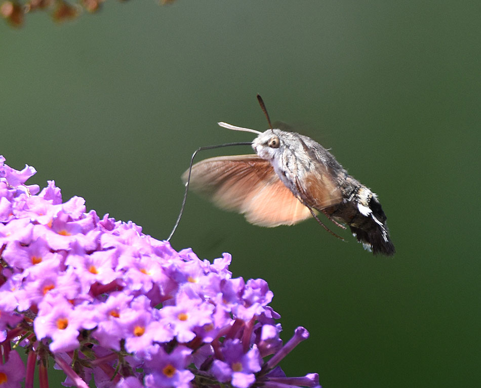 Hummingbird Hawk Moth | Wildlife Diary