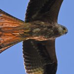Red Kite from below